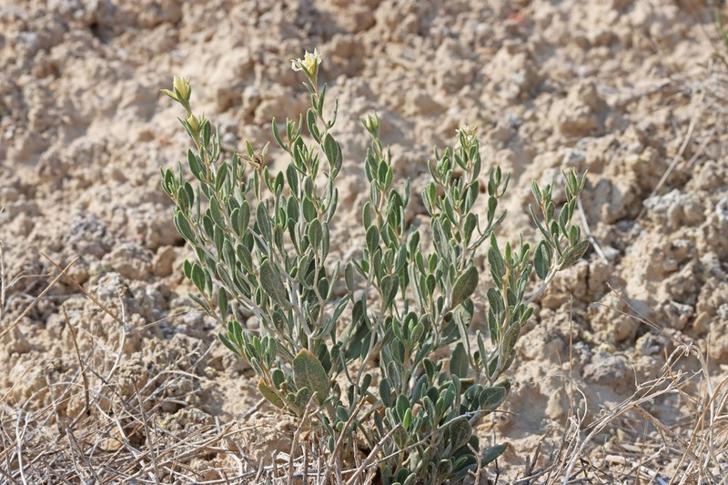 Arapien Blazingstar photo 3