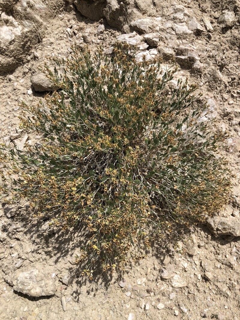 Arapien Blazingstar photo 4