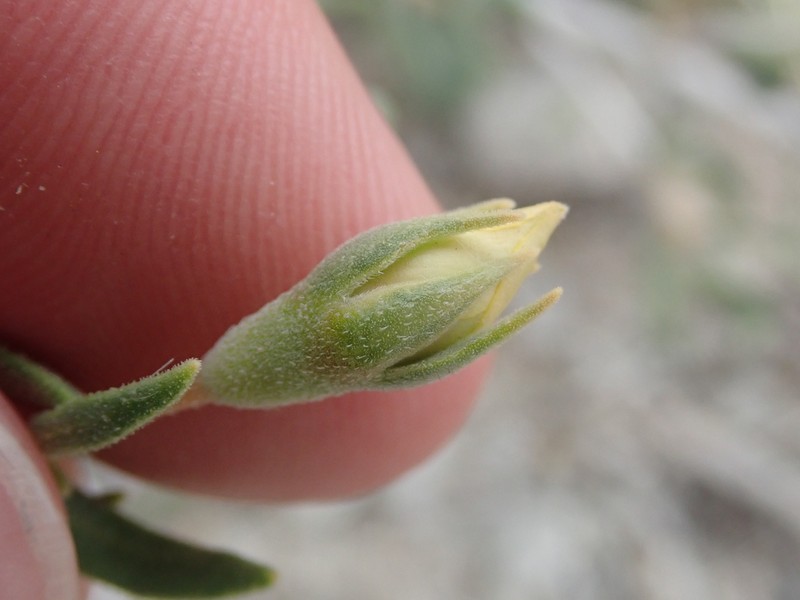 Arapien Blazingstar photo 5