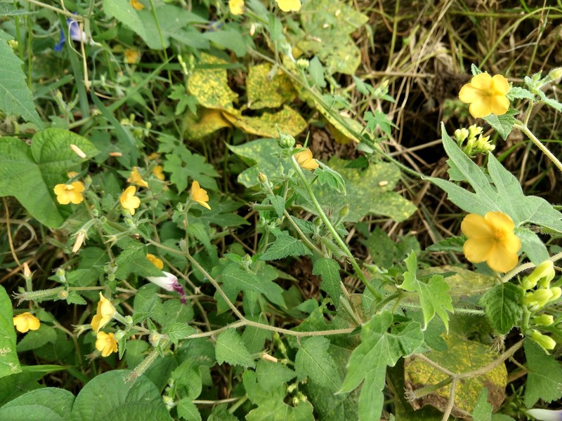 Tropical Blazingstar