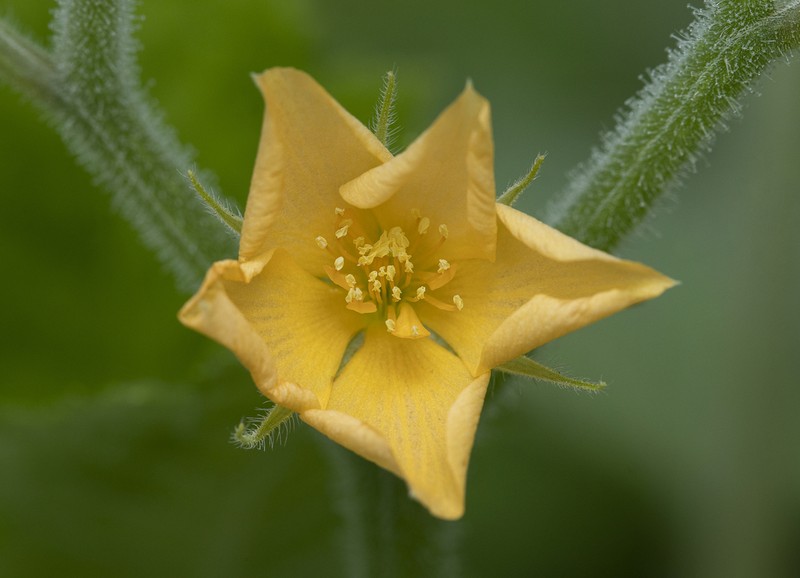 Tropical Blazingstar photo 2