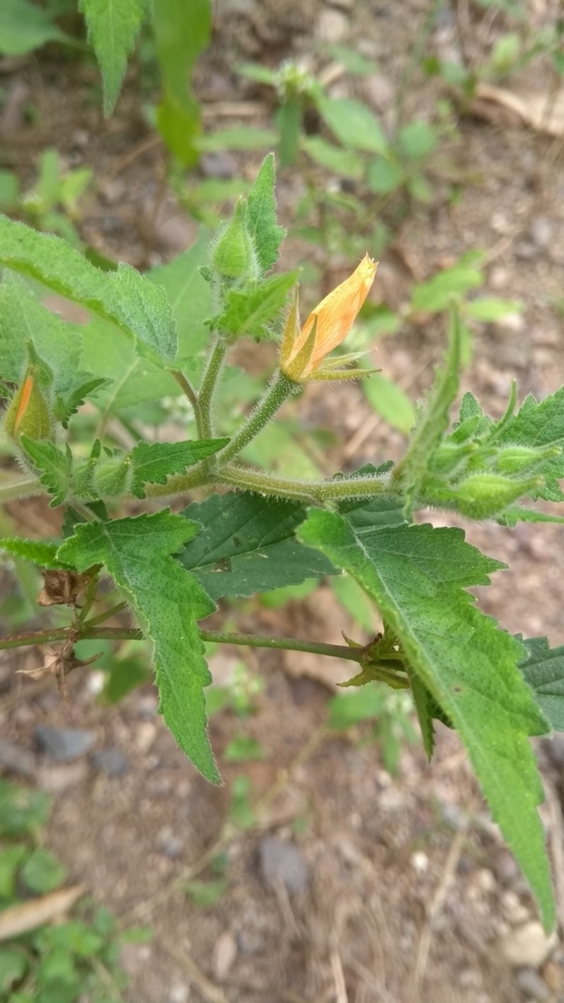 Tropical Blazingstar photo 3
