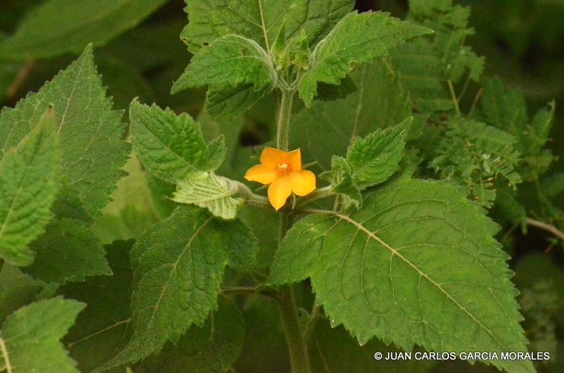 Tropical Blazingstar photo 4