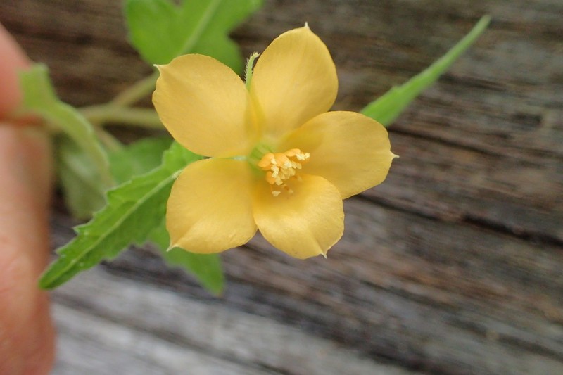 Tropical Blazingstar photo 5