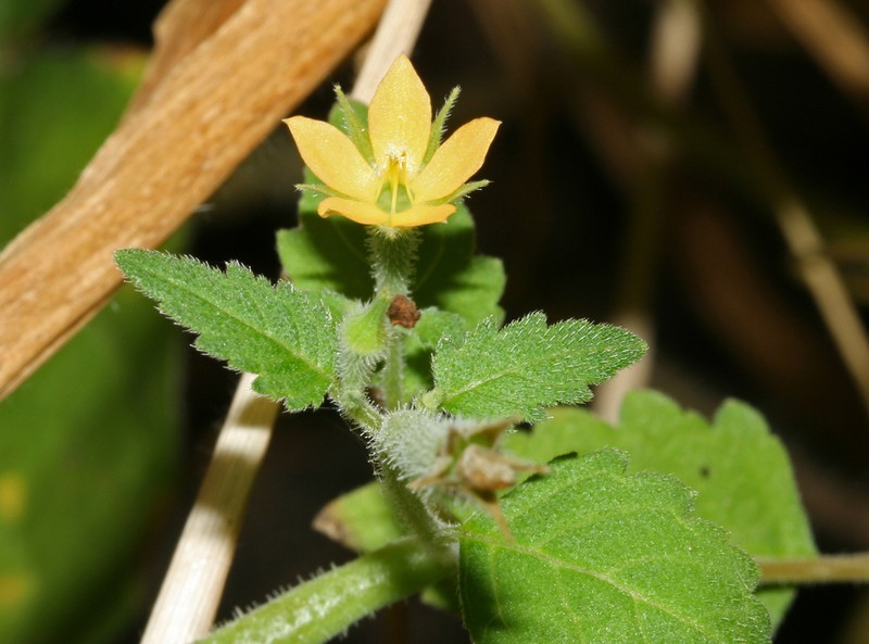 Tropical Blazingstar photo 6