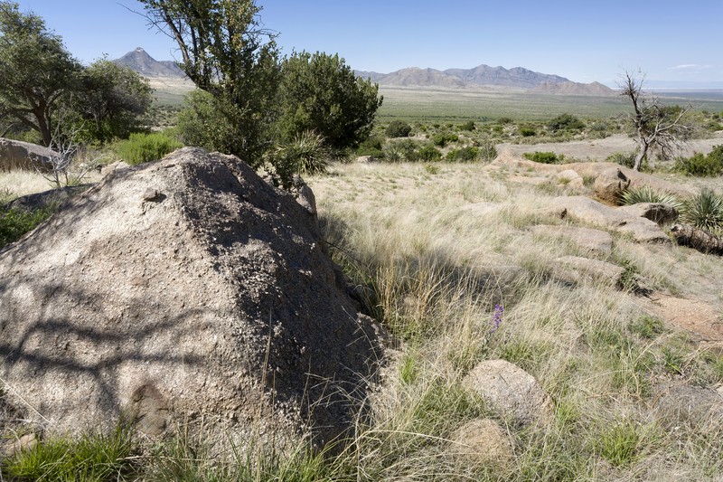 Organ Mountain Blazingstar