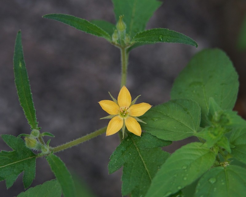Organ Mountain Blazingstar