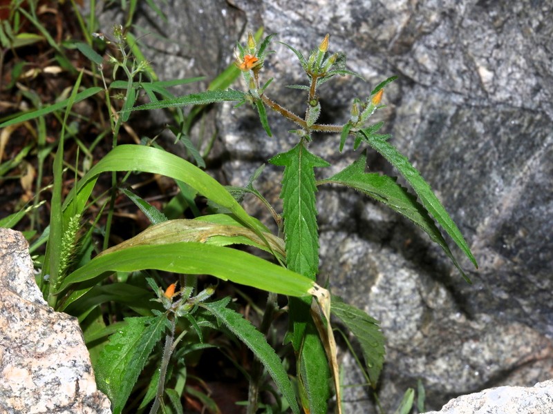 Organ Mountain Blazingstar photo 2