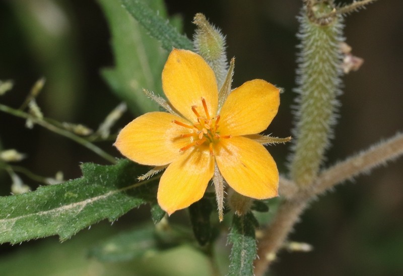 Organ Mountain Blazingstar photo 3