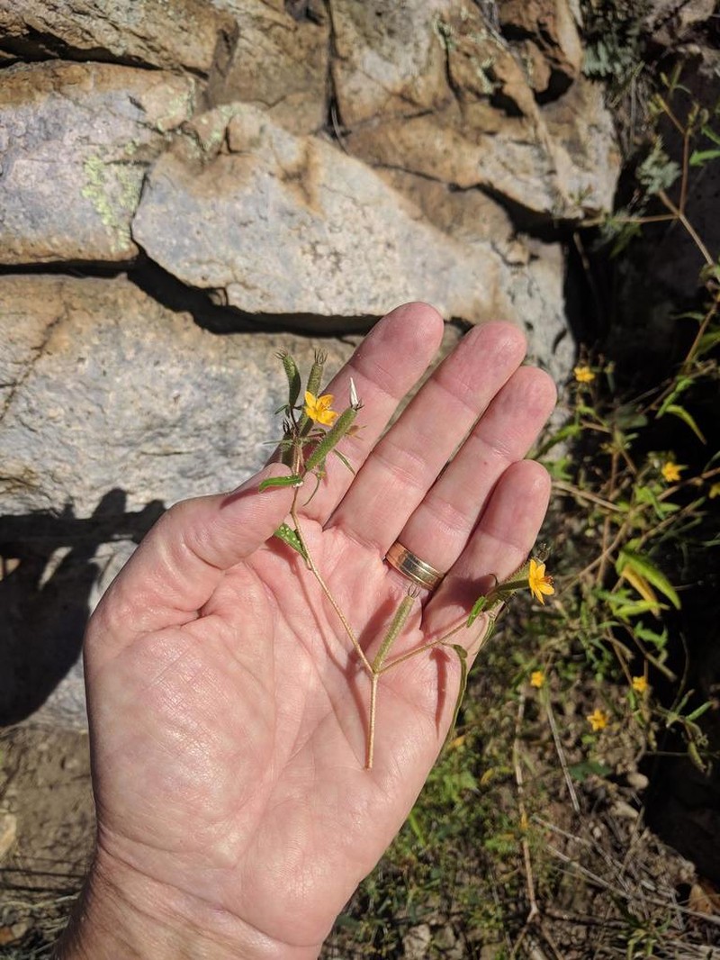 Organ Mountain Blazingstar photo 4