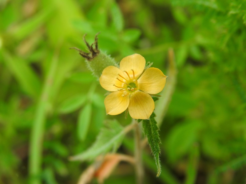 Organ Mountain Blazingstar photo 5