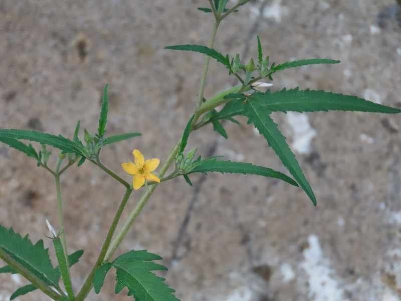 Organ Mountain Blazingstar photo 6