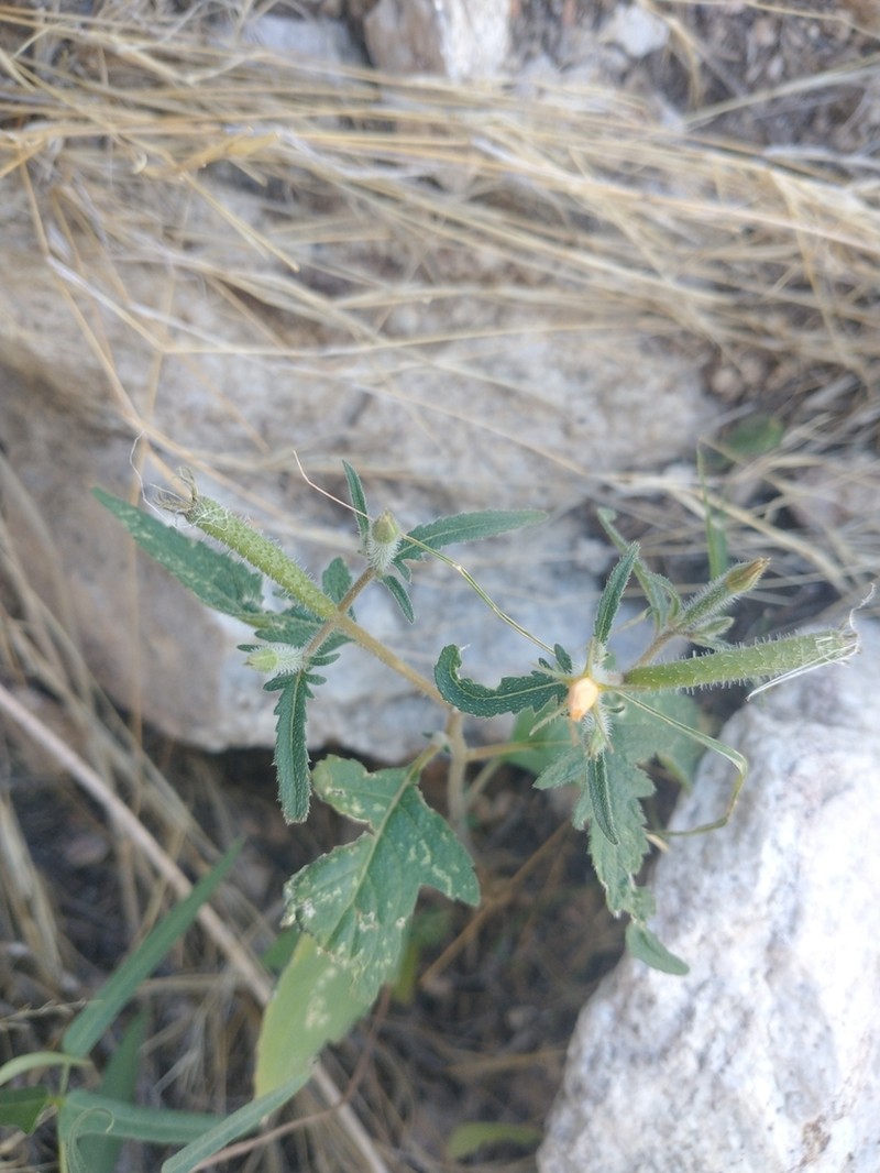 Organ Mountain Blazingstar photo 7