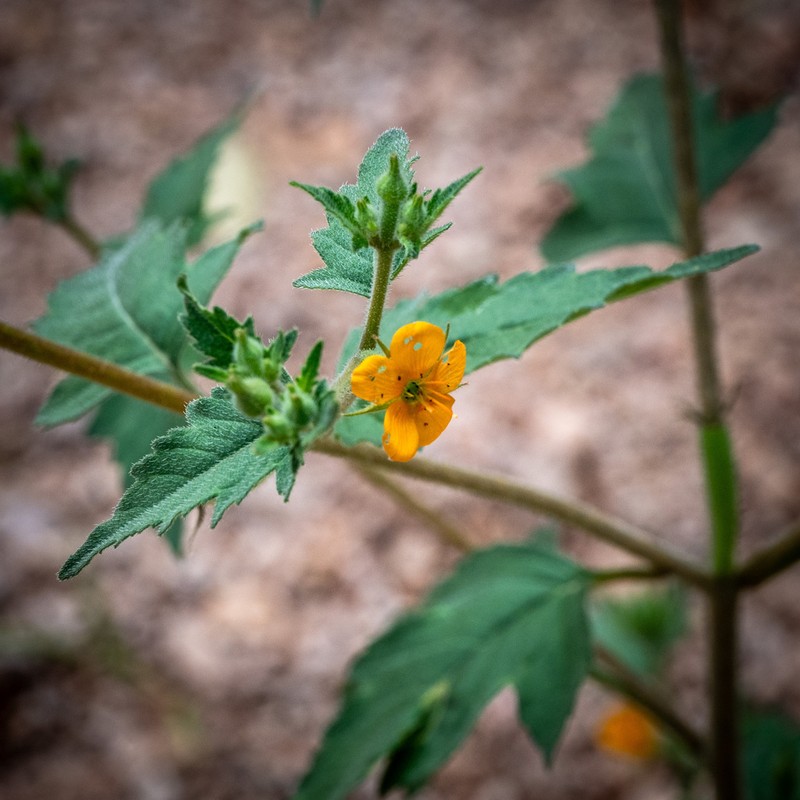 Organ Mountain Blazingstar photo 8