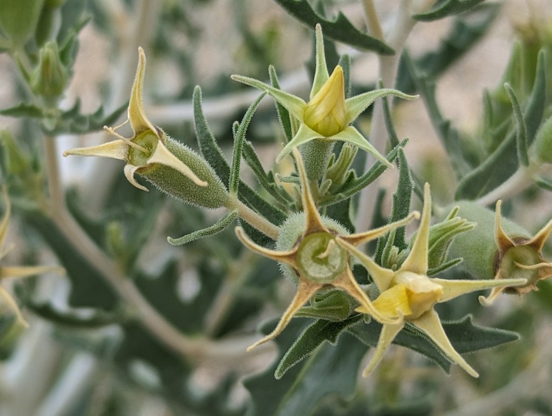 Candelaria Blazingstar