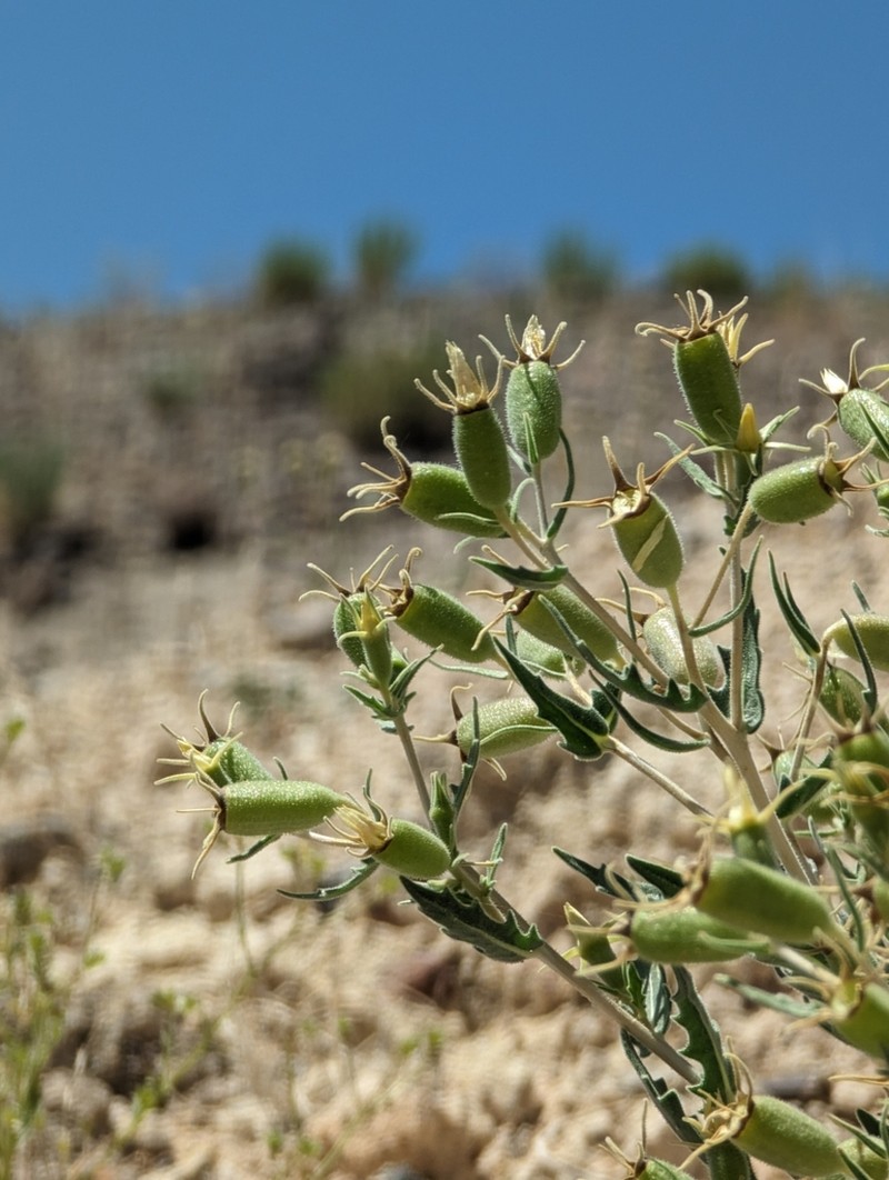 Candelaria Blazingstar photo 2