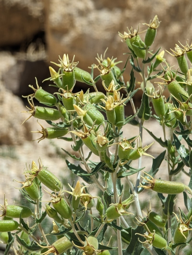 Candelaria Blazingstar photo 4