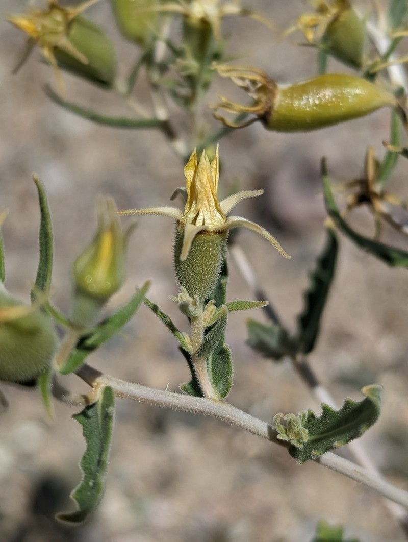 Candelaria Blazingstar photo 6