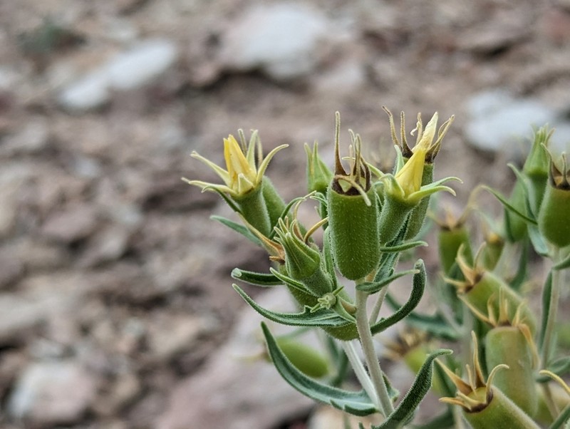 Candelaria Blazingstar photo 7