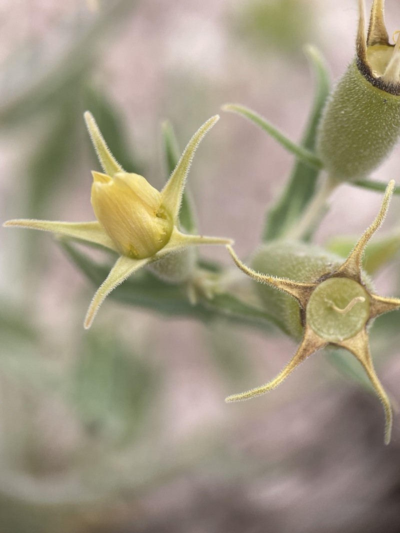 Candelaria Blazingstar photo 8