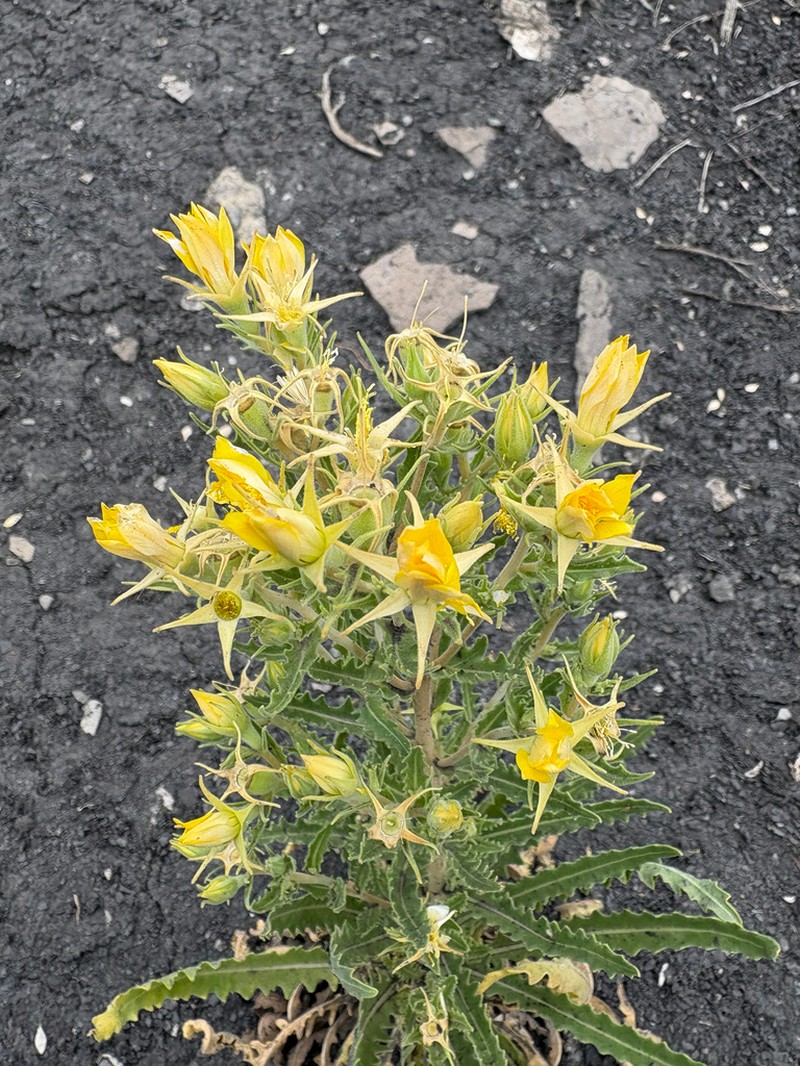 Gold Blazingstar