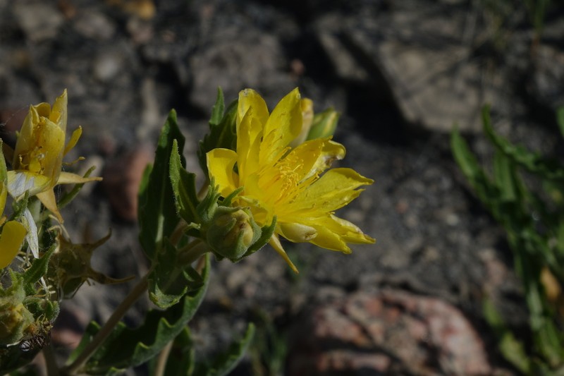 Gold Blazingstar photo 2