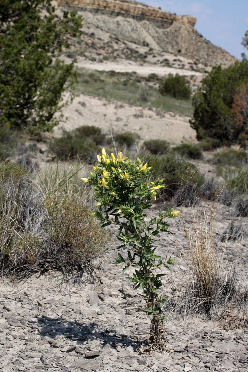 Gold Blazingstar photo 3