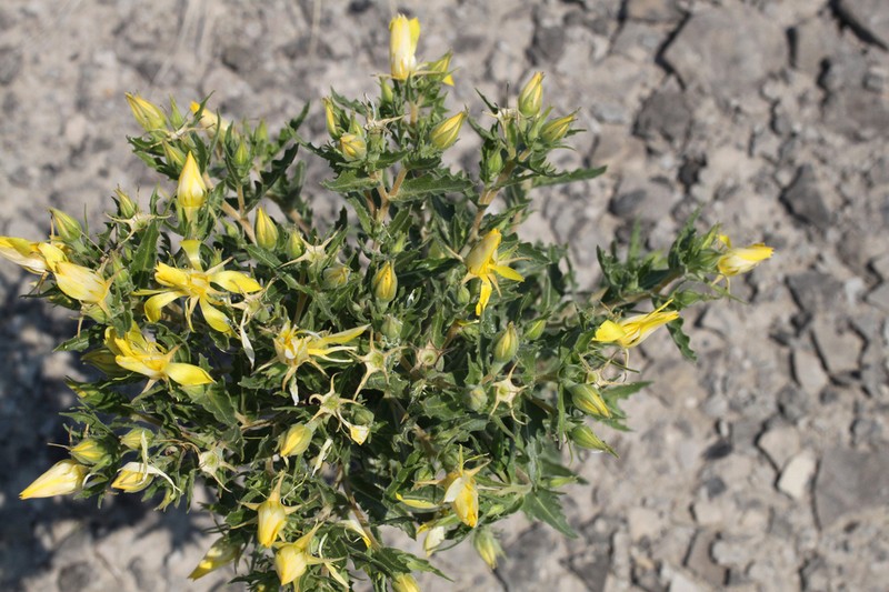 Gold Blazingstar photo 4