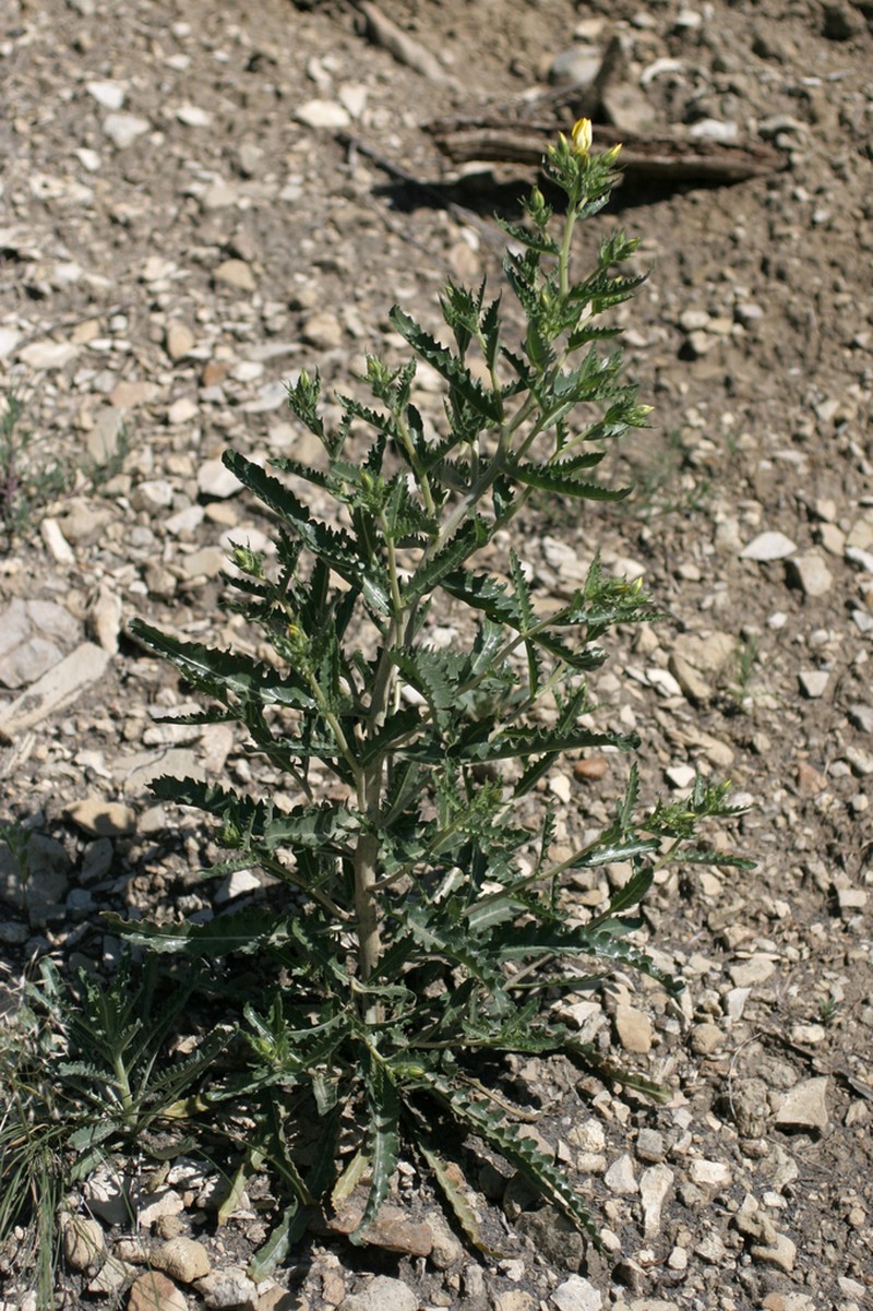 Gold Blazingstar photo 5