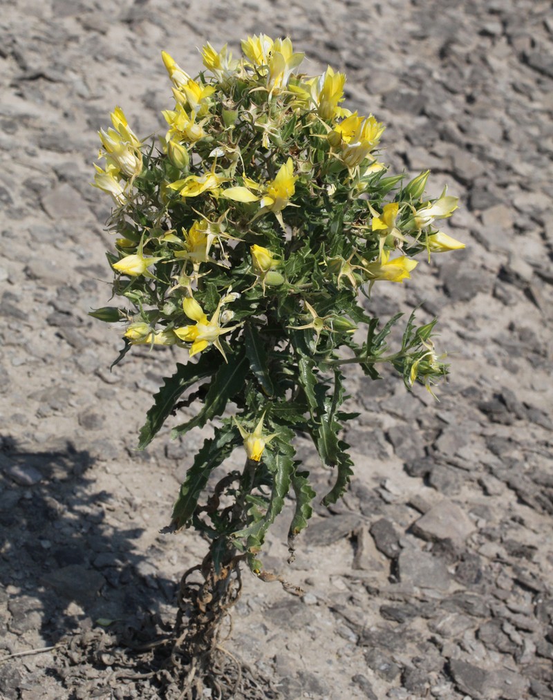 Gold Blazingstar photo 8