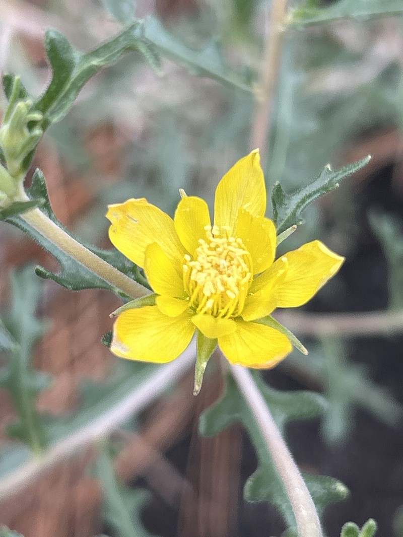 Sunset Crater Blazingstar