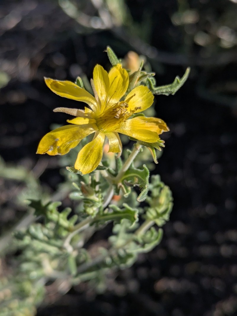 Sunset Crater Blazingstar photo 2