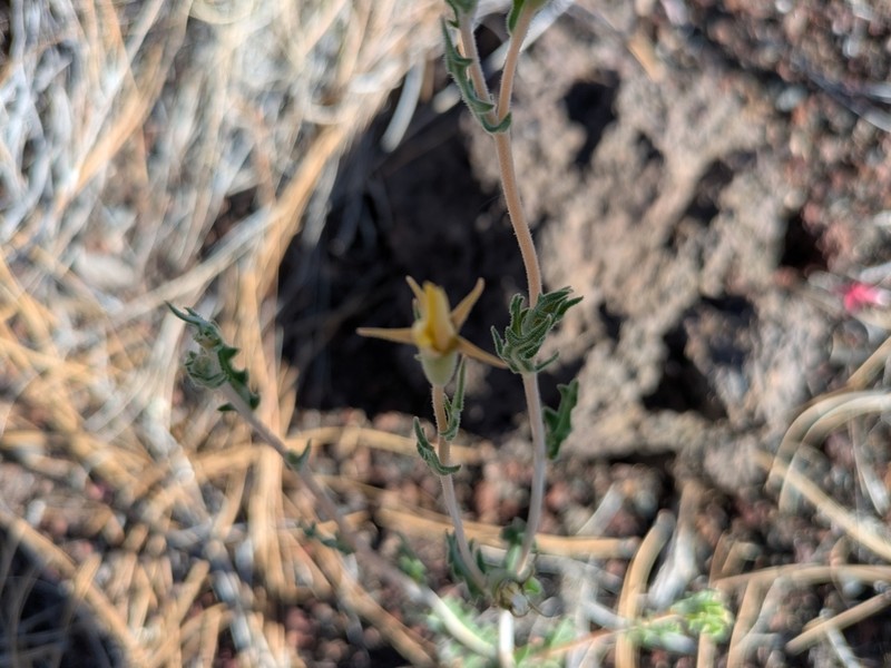 Sunset Crater Blazingstar photo 3