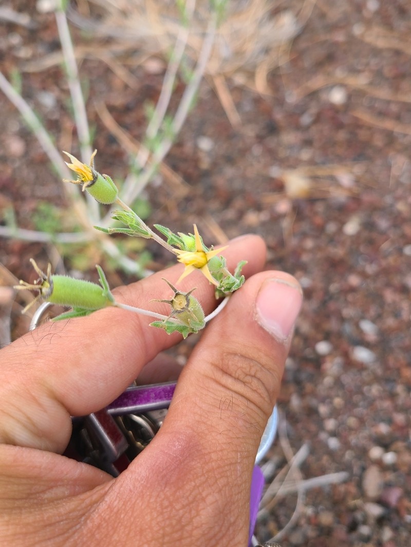 Sunset Crater Blazingstar photo 4