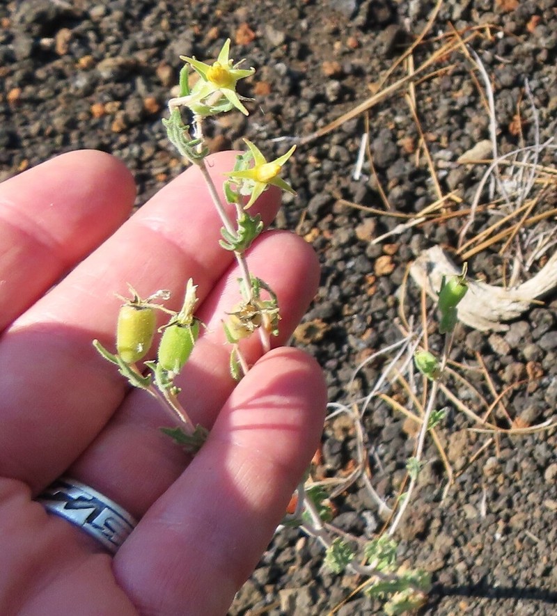 Sunset Crater Blazingstar photo 6