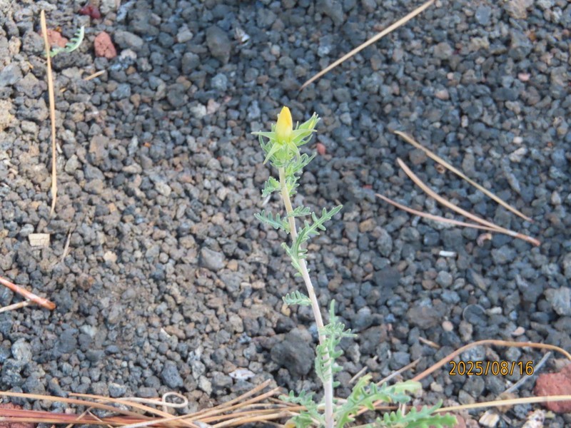 Sunset Crater Blazingstar photo 7
