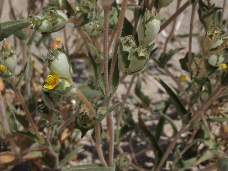 United Blazingstar photo 2
