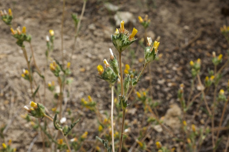 United Blazingstar