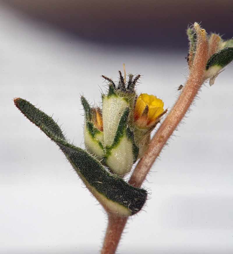United Blazingstar photo 5