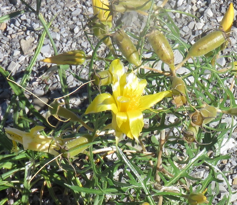 Rio Chama Blazingstar