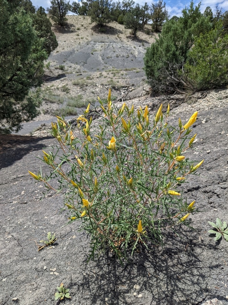 Rio Chama Blazingstar photo 2
