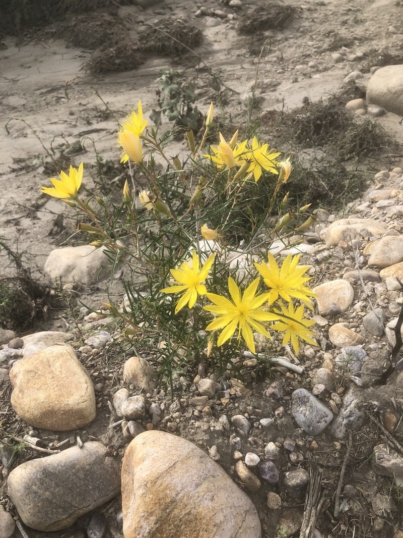 Rio Chama Blazingstar photo 3