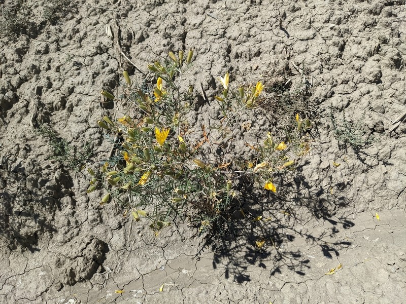 Rio Chama Blazingstar photo 4