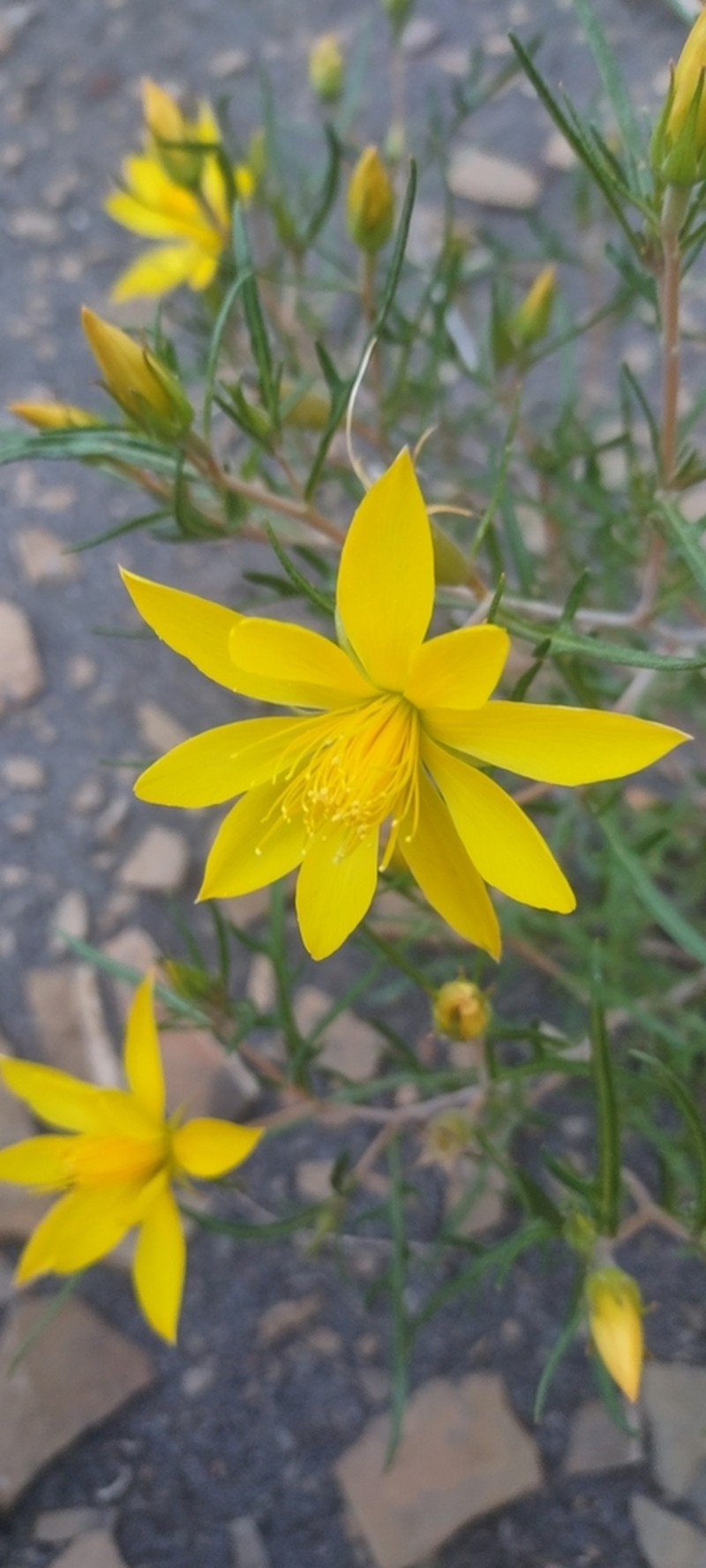 Rio Chama Blazingstar photo 5