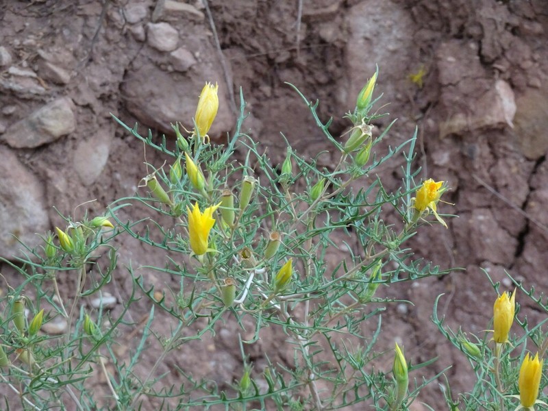 Rio Chama Blazingstar photo 6