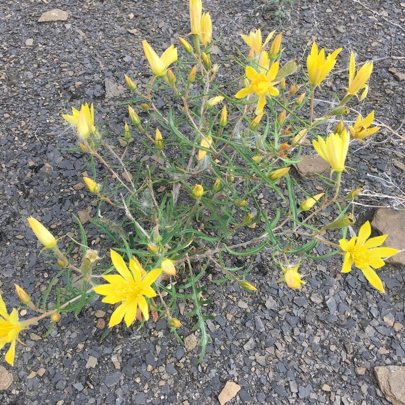 Rio Chama Blazingstar photo 7