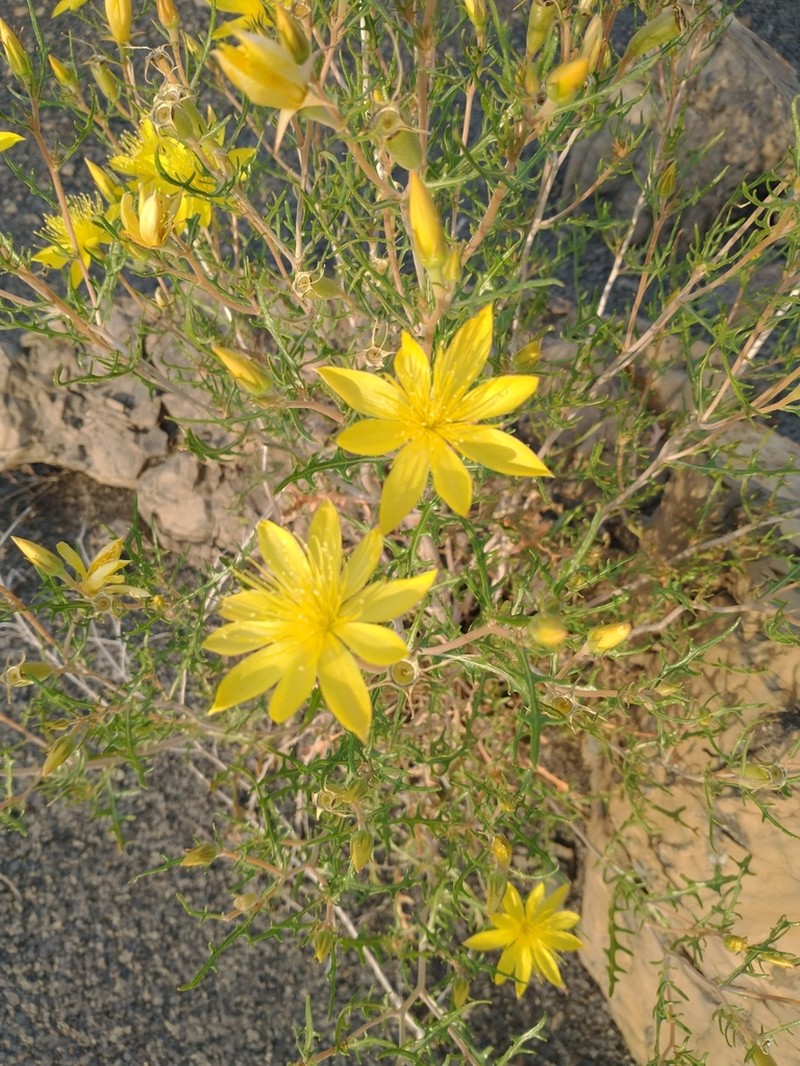 Rio Chama Blazingstar photo 8