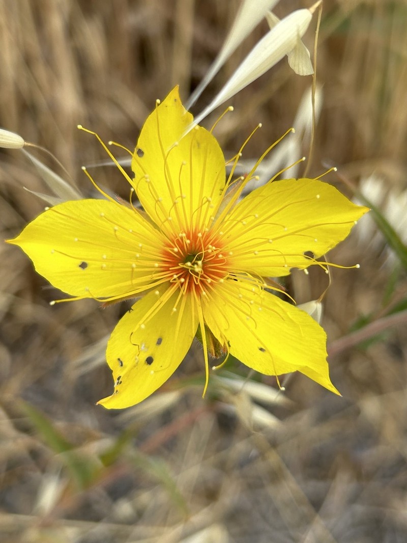 Sierra Blazingstar
