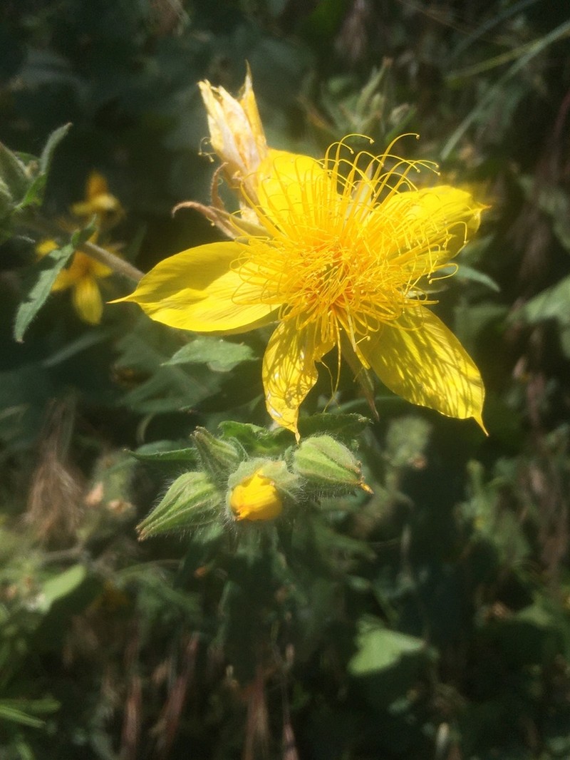 Sierra Blazingstar photo 2