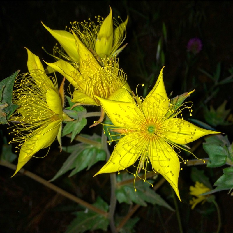 Sierra Blazingstar photo 3